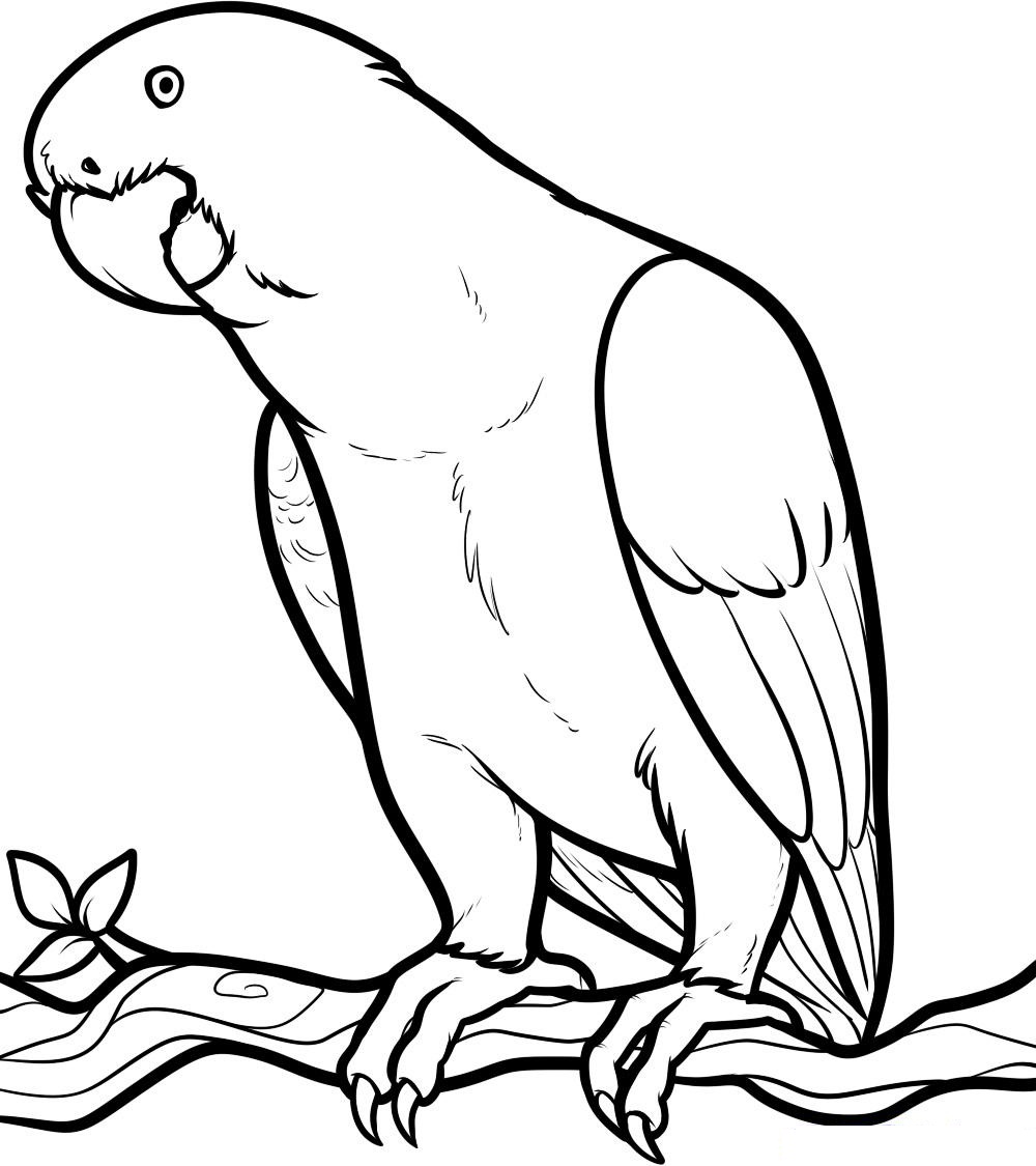 All About Parrots Parrot Colouring Picture11