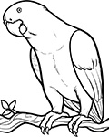 parrot colouring picture