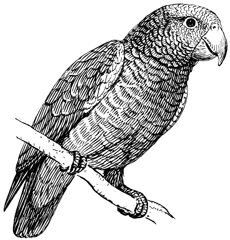 Parrot colouring picture