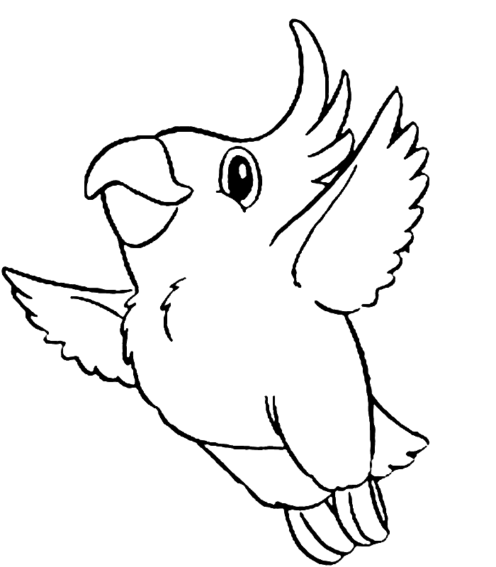 Parrot colouring picture