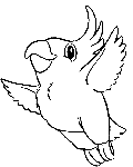 parrot colouring picture