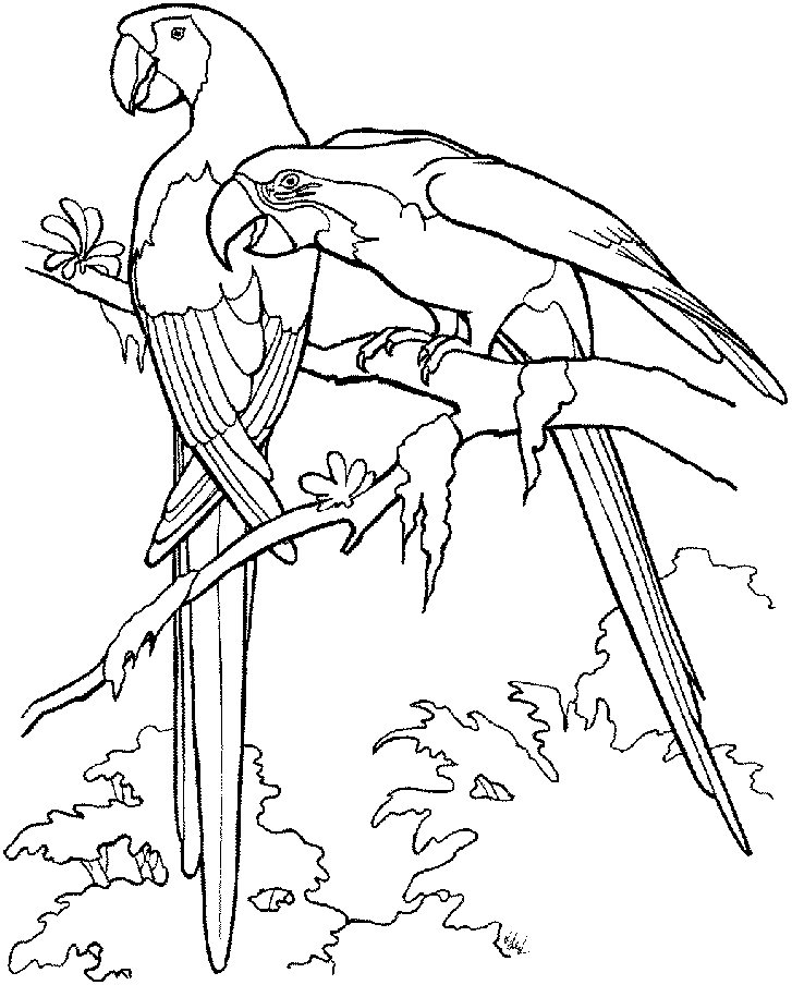 Parrot colouring picture