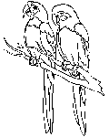 parrot colouring picture