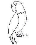 parrot colouring picture