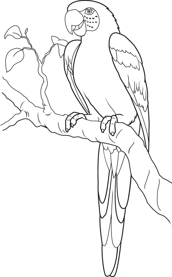 Parrot colouring picture