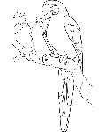 parrot colouring picture