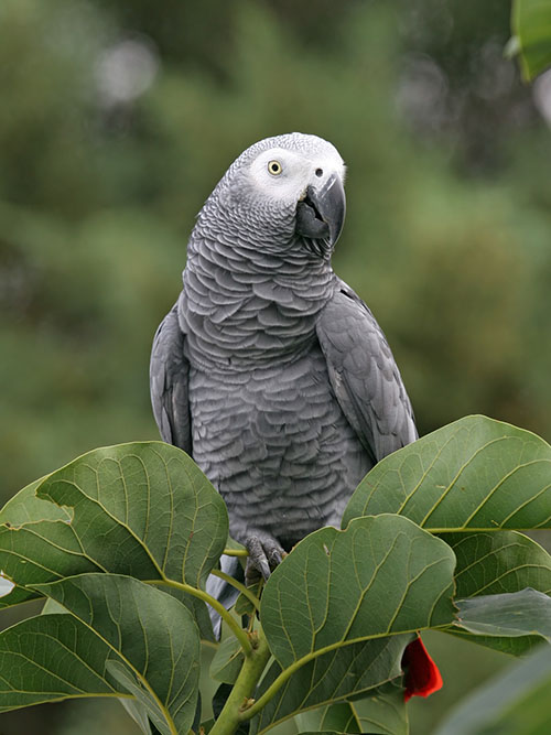 adult African Grey parrot