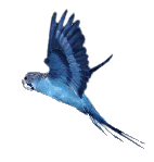 animated flying blue budgerigar