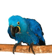 animation of a parrot bobbing