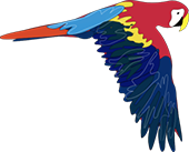 flying macaw parrot