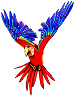 macaw parrot