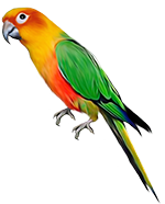 macaw parrot