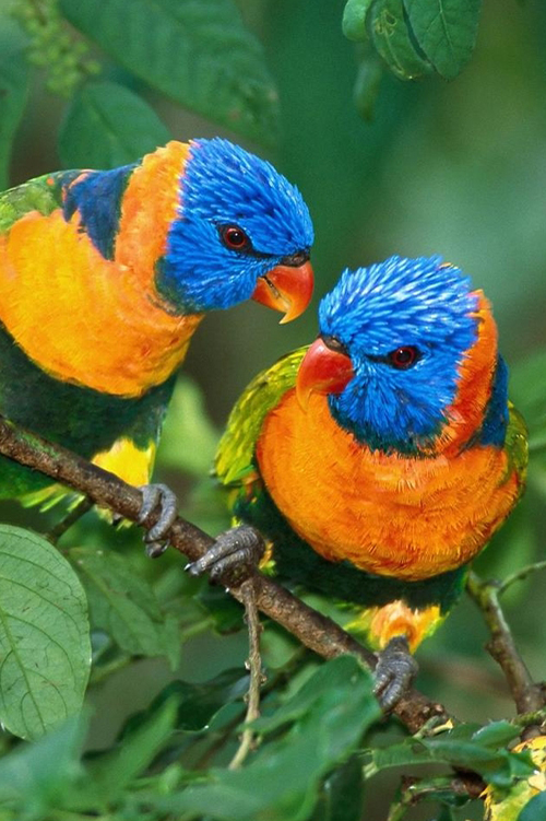 Two Rainbow Lorikeets on a twig