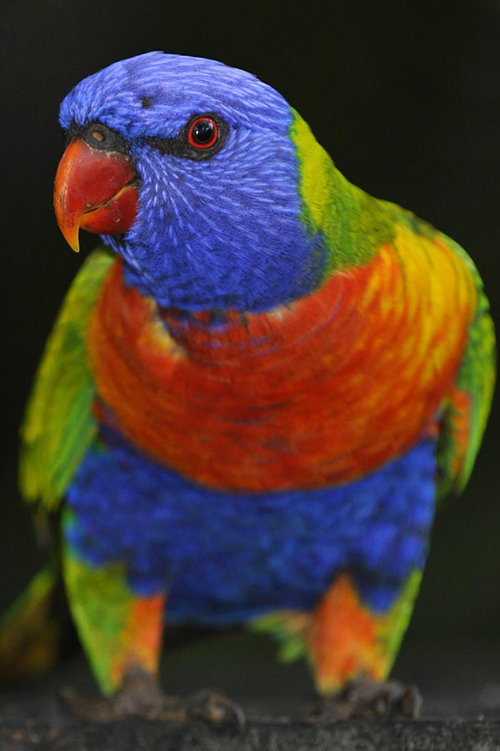 Rainbow Lorikeet,full body pictured