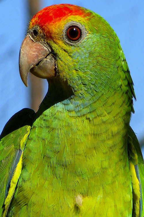 Green Parrot close up