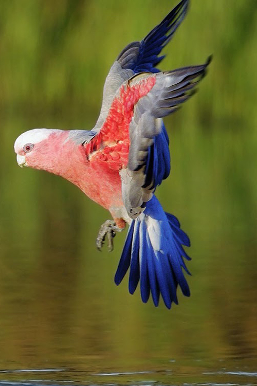 Pink Cockatoo flying over lake water and reflected in the water