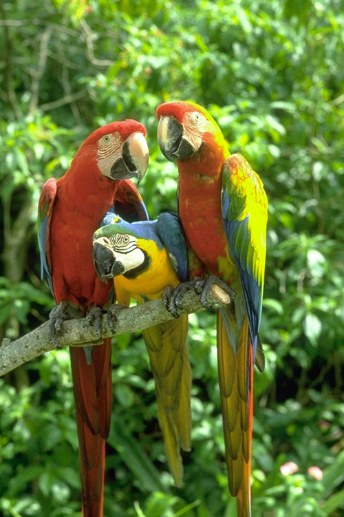 Two Amazon Macaws on a branch