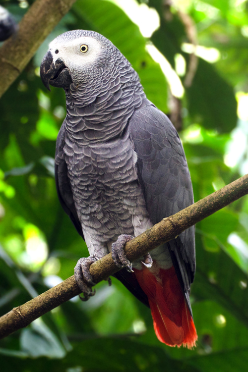 African Grey Parrot, full body picture, perched on branch