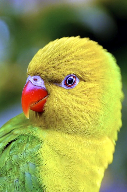 Yellow Lorikeet,close up